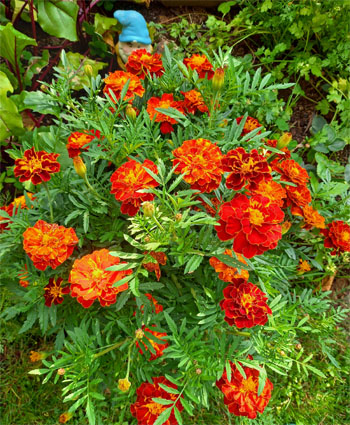 Tagetes
